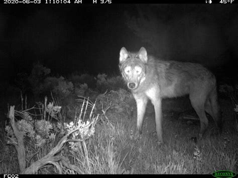 Colorado wolf reintroduction to move forward as ranchers’ legal effort fails